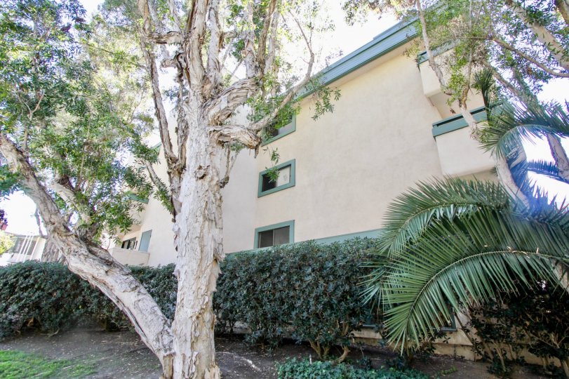 A sunny day in the area of Torrance Canyon, apartment building, tree, bushes