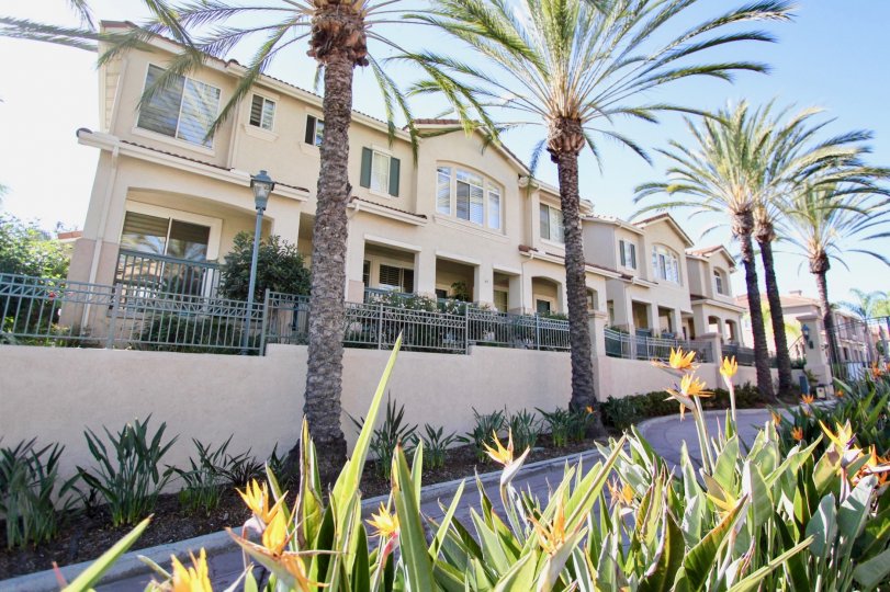 Condominiums behind a stretch of tall palm trees in the Mission Gate neighbourhood
