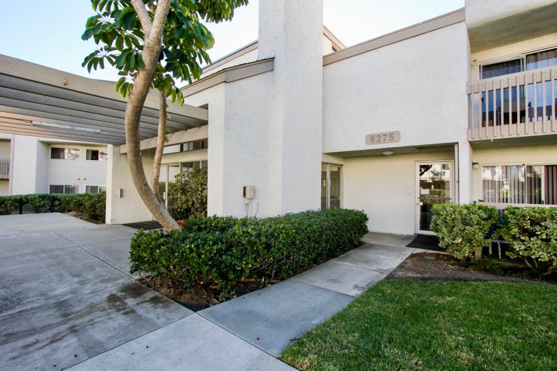 Mission Heights  ,Mission Valley, California,tree,lawn