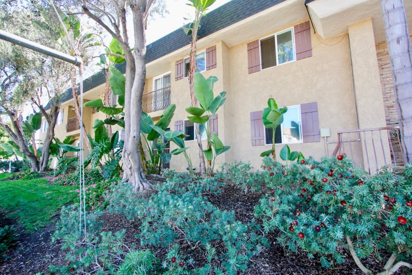 A beautifully landscaped Adela in Normal Heights, California.