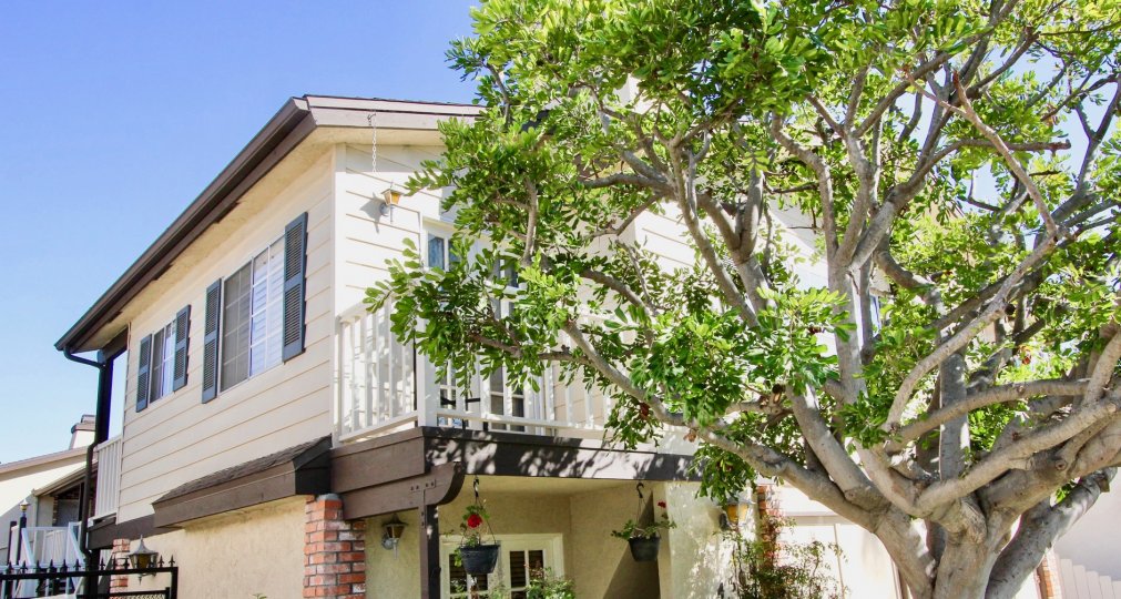 tree view of hermitage 2 in normal heights california
