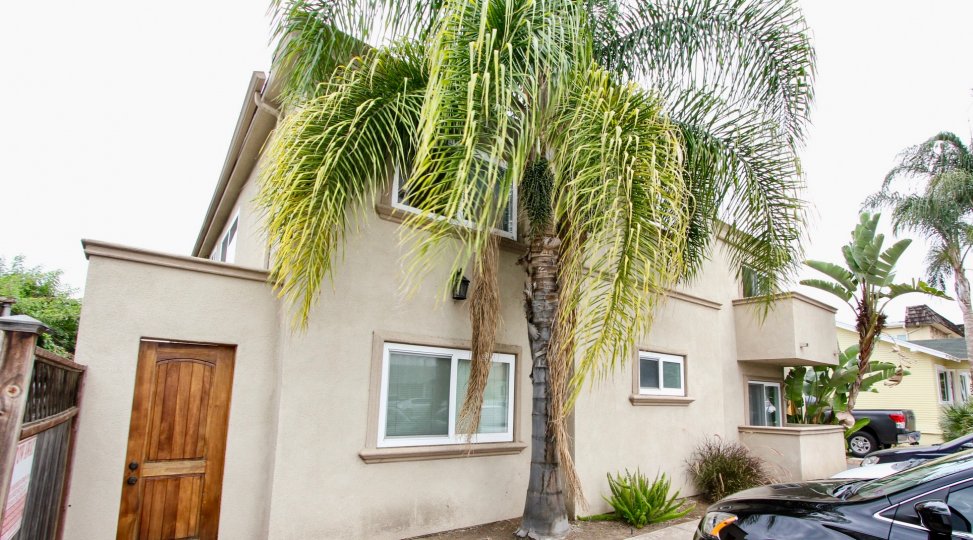 Illinois Palms, North Park , California,trees,brown door