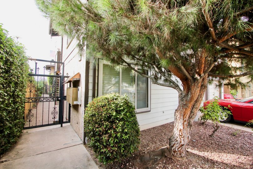 Short and stout coniferous tree in the yard of North Park View community