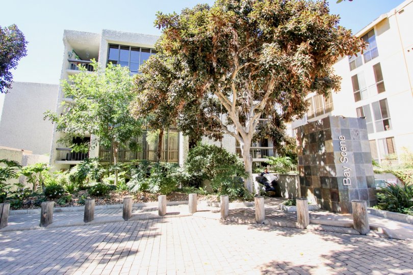 In Bay Scene, Trees and plants are placed with apartments of city Pacific Beach