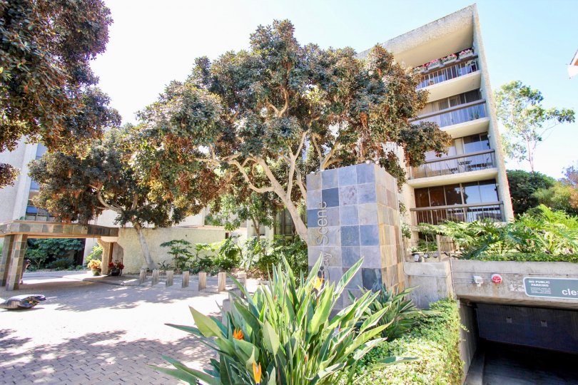 Many trees at Bay Scene in Pacific Beach, California.