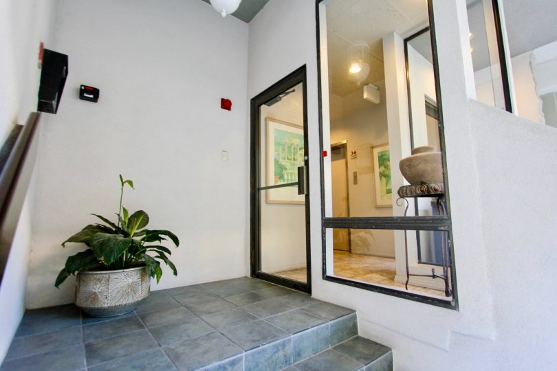 A money-plant in the Carmel Cove reminds me off my house’s interior design.