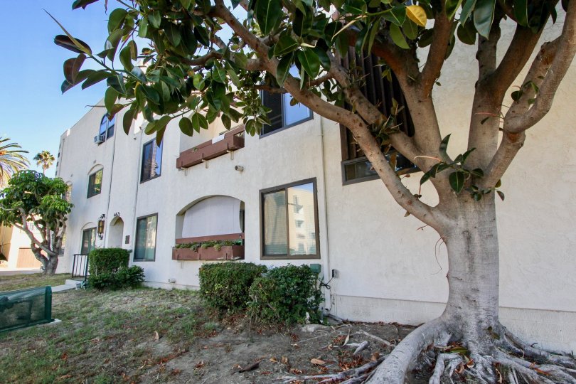 A low-rise housing in the Fountainside community with a large tree in an unkept yard.
