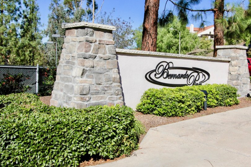 A sunny day in Bernardo Pines with tall trees and bushes