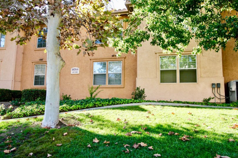 Tree near residence at Morada in Rancho Bernardo California