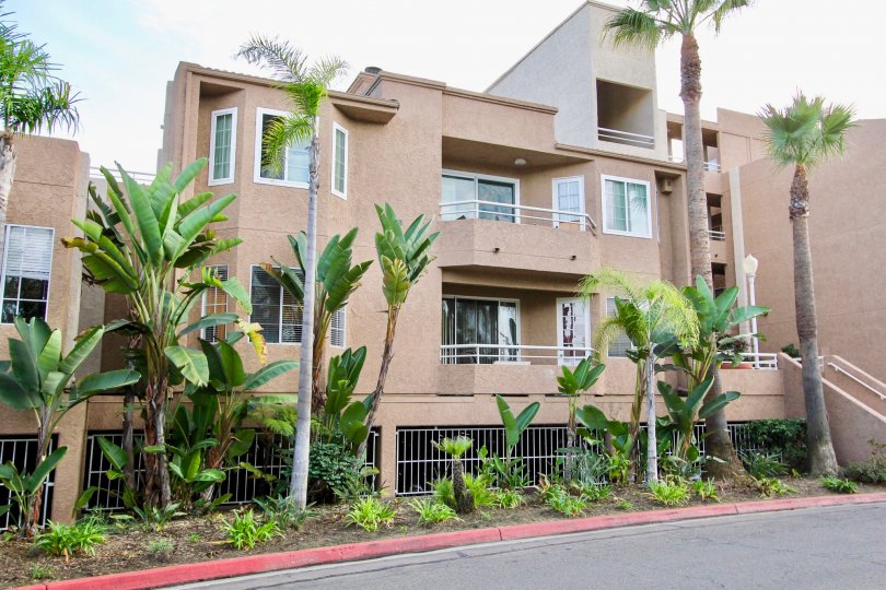 Park Place La Jolla ,: University City  ,: California, white sky,  tall trees
