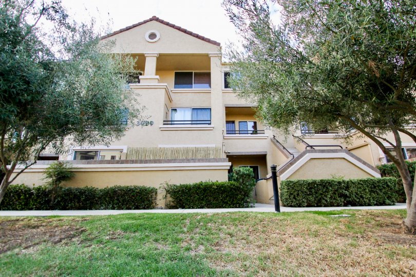 Dry, straw like grass sits under a tree at The Venetian condos
