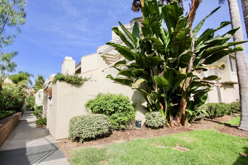 Blue skies overlooking tropical plants and sidewalk at Villas at University Park.