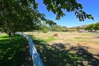 There are many ranch style homes with animals in Los Ranchitos