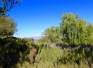 tree and nature view in Trilogy Corona CA