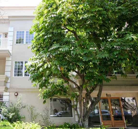 A large tree grows in front of a building numbered 955 in Beverly Center, California.