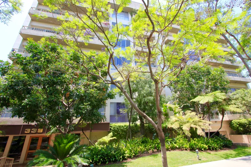 The landscaping seen at 339 N  Palm Dr