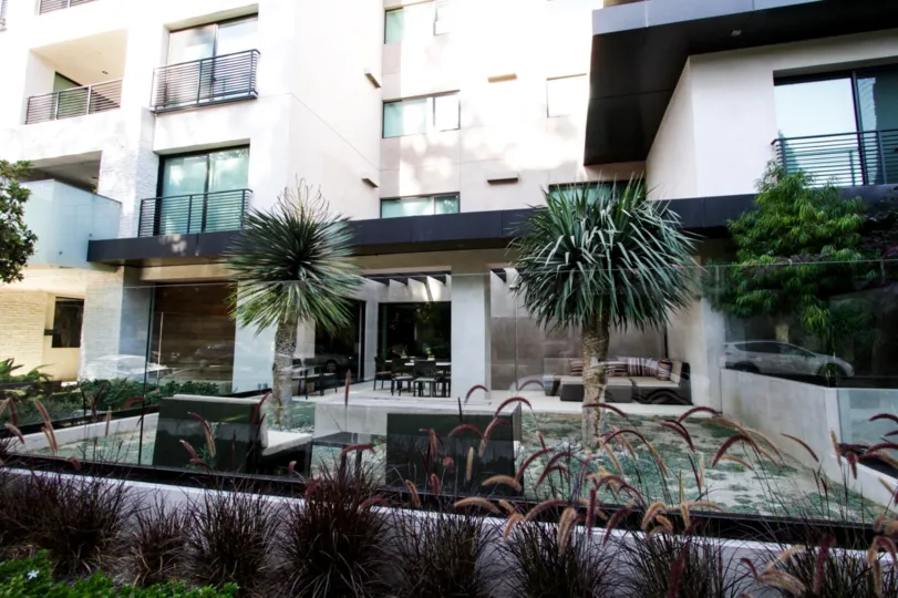 The palm trees that are located around 432 N Oakhurst in Beverly Hills