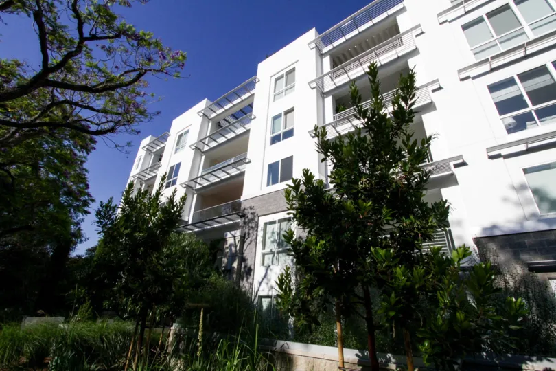 The trees surrounding the 460 N Palm building