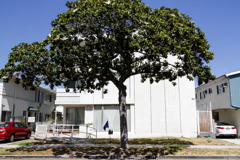 The tree outside of Doheny Flats in Beverly Hills