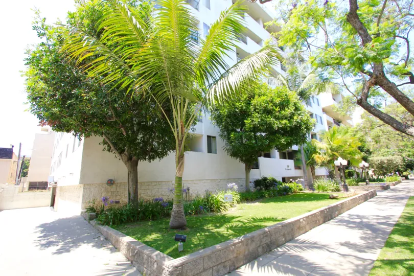 The palm trees around the Oakhurst Condominiums