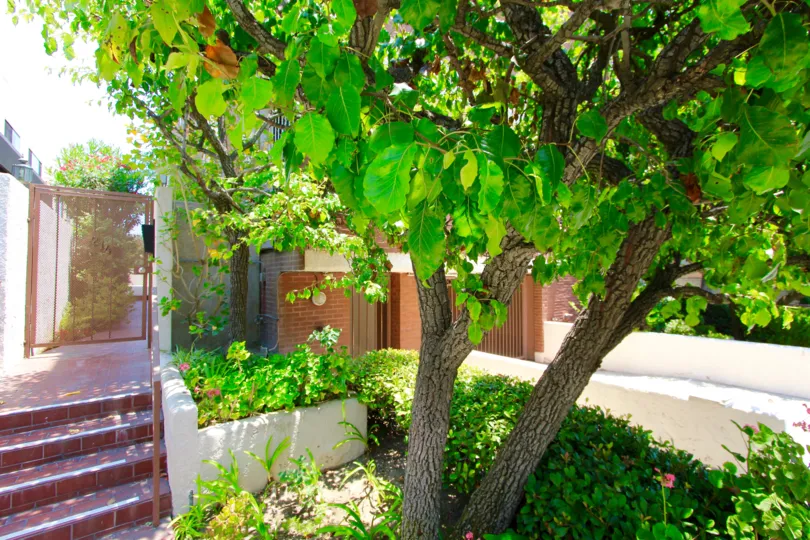 The trees seen around the Tiffany Plaza