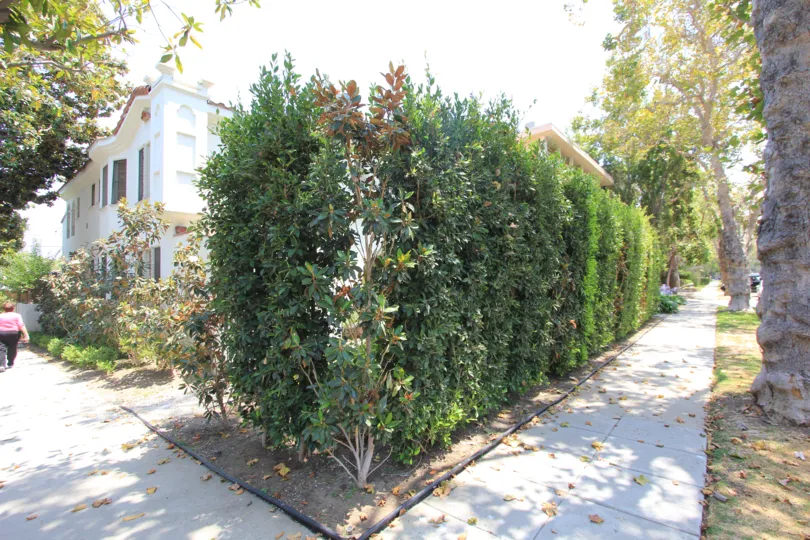 The landscaping of the Villa Almont of Beverly Hills