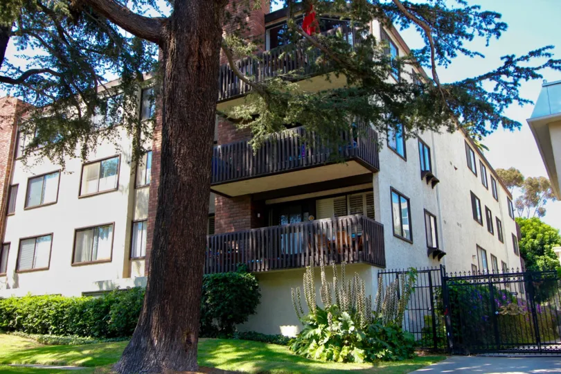 Stunning pine tree in front of an apartment building in Brentwood California