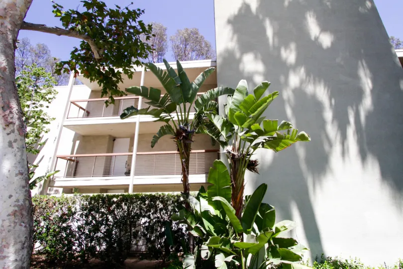 Giant birds of paradise in front of the Barrington Fields building