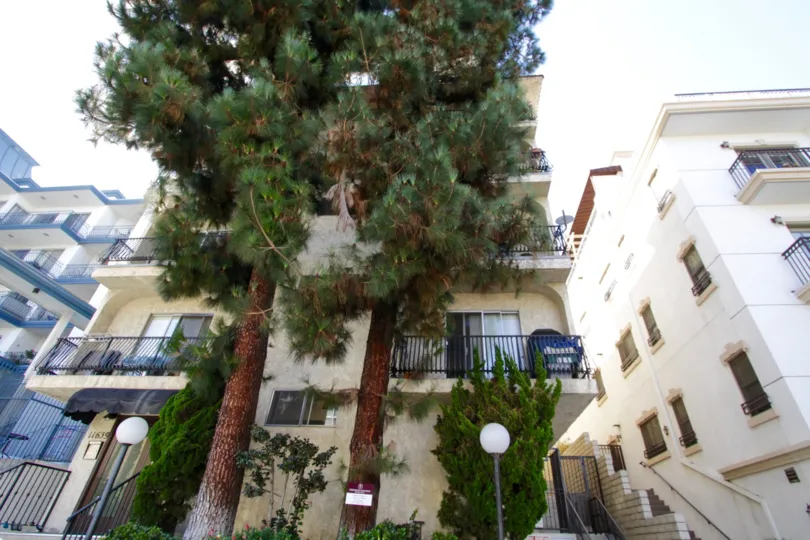 Two large pine trees cover the center of the Chenault Towers building