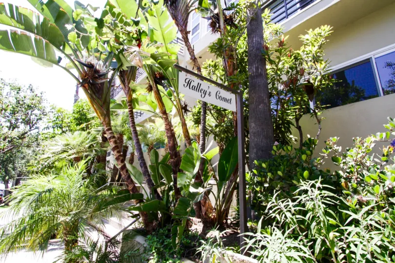 The front of Halleys comet is lushly landscaped