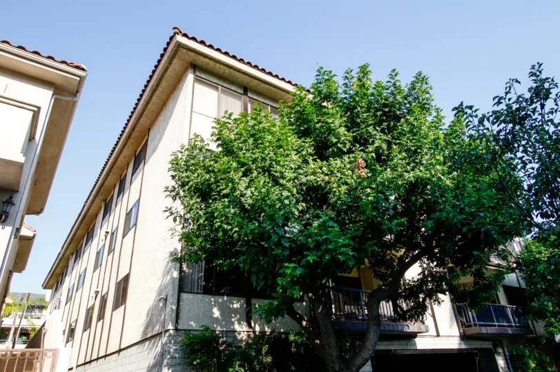 The trees in front of 212 N Valley St