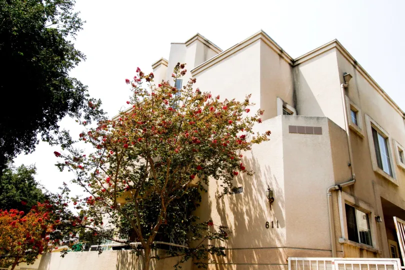 The trees around Olive Townhomes