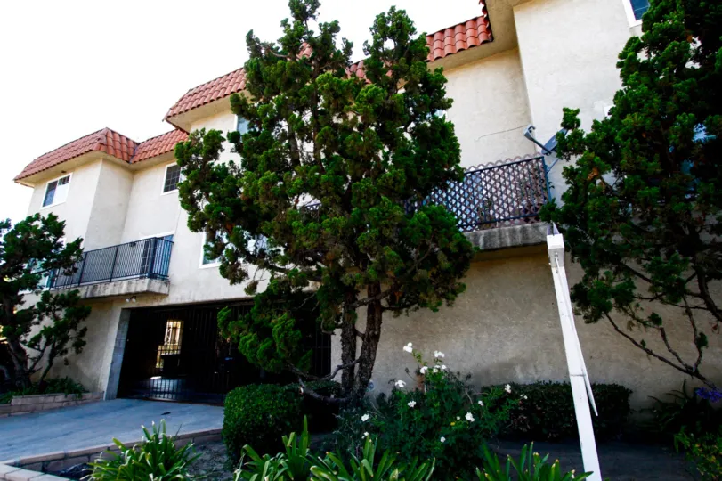 The trees around Sunrise Manor