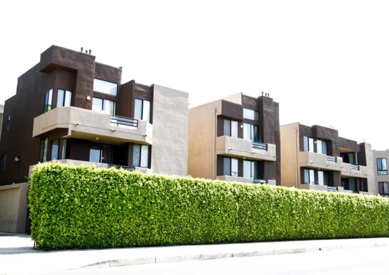 The hedges lining Elkwood Terrace in Canoga Park California