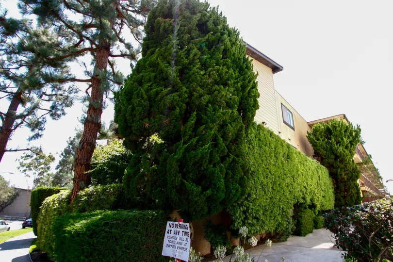The hedges around Wynnbriar