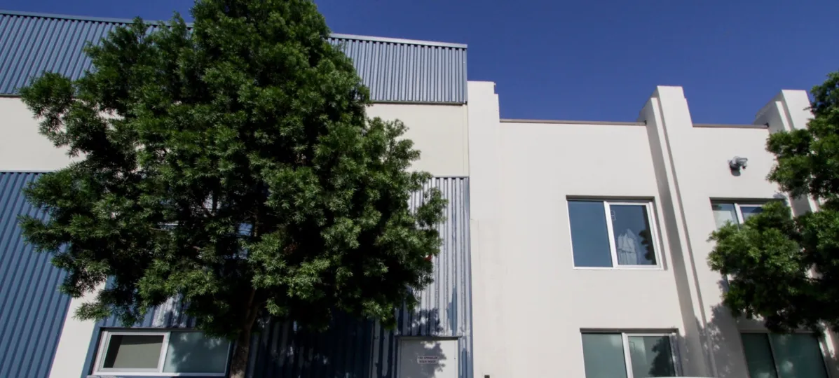 The trees around the Gallery Lofts