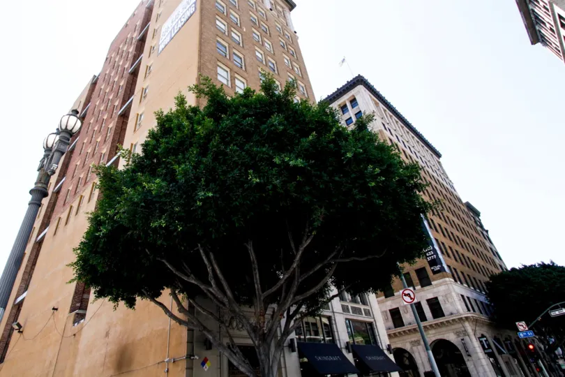 The landscaping outside of the Great Republic Lots in Downtown LA