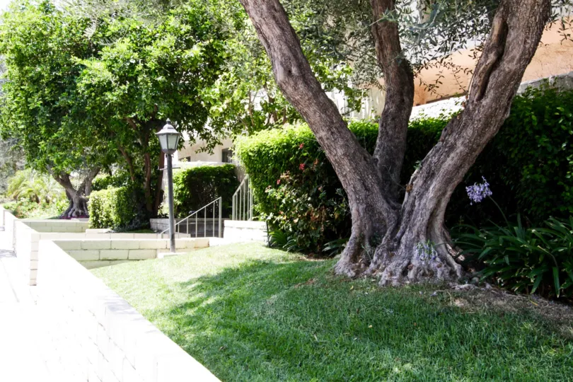 The grounds at the Encino Plaza South in Encino