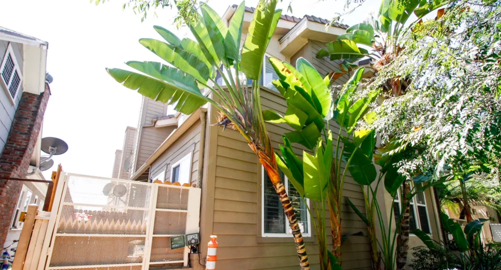 The trees around 428 W California Ave