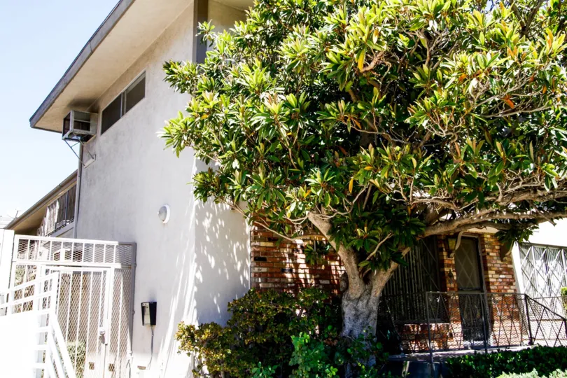 The trees around 529 South St