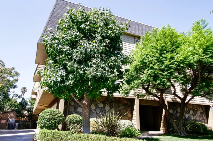The trees in front of California East
