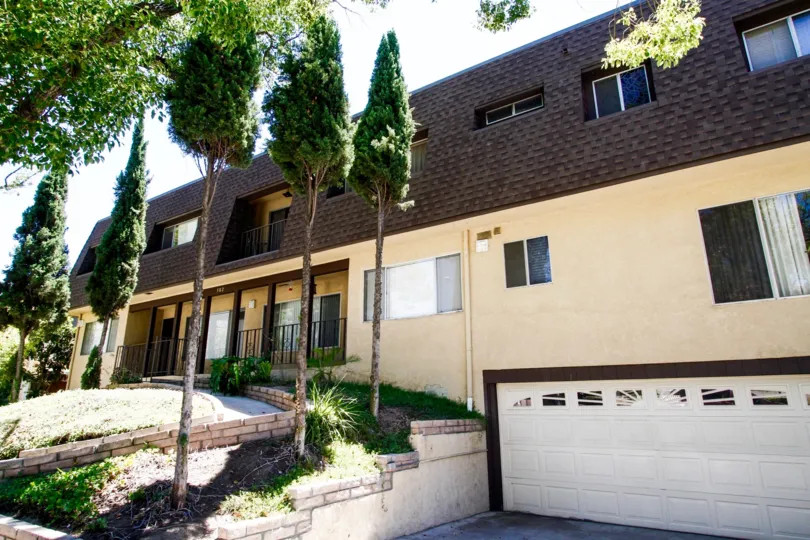 The trees around Palm Drive