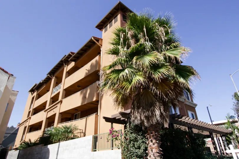 The palm tree at the Larchmont Collection