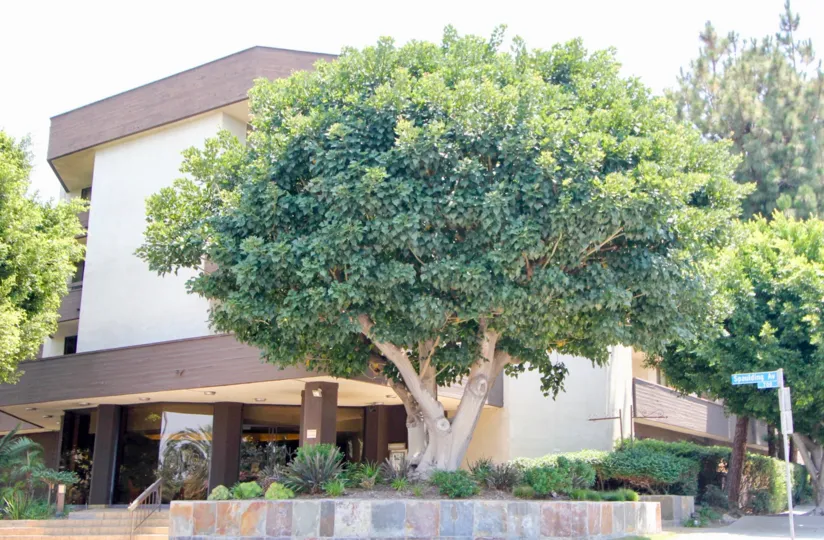 THE TREES TAKE PLASE IN THE FRONT OF THE APPARTMENT. ITS VERY BEAUTIFUL SCENORY.