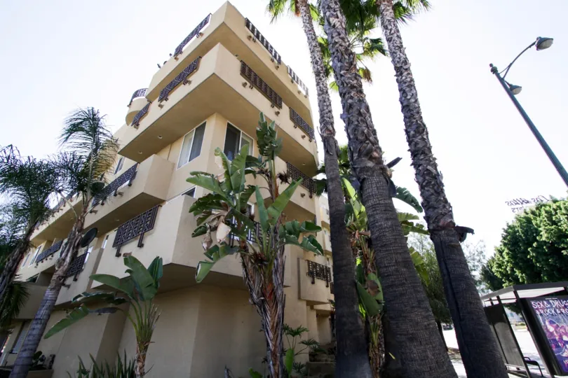 The trees surrounding the Wilshire Tower in Hancock Park