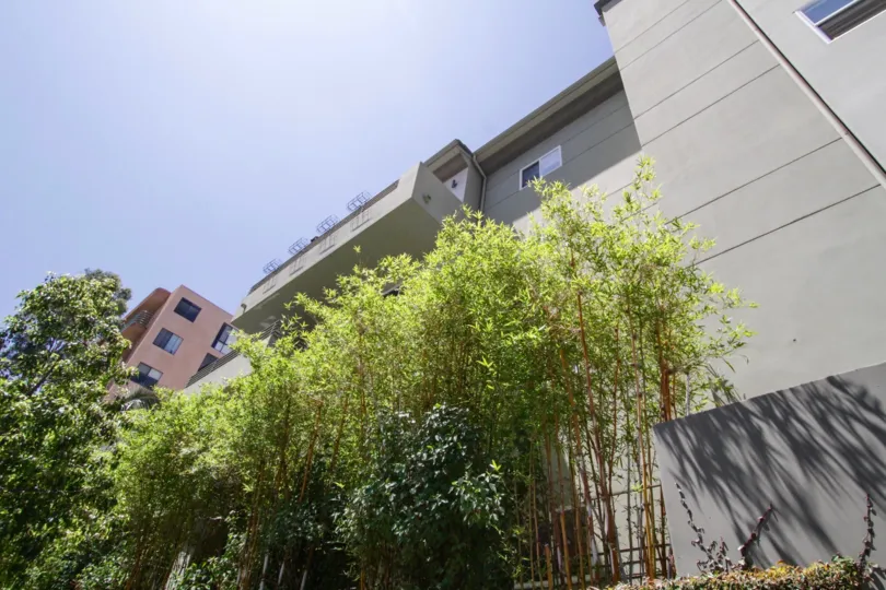 The planters in front of Franklin Place are filled with bamboo and other shrubs