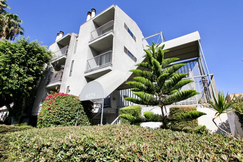 The hedges around La Mirada Condominiums