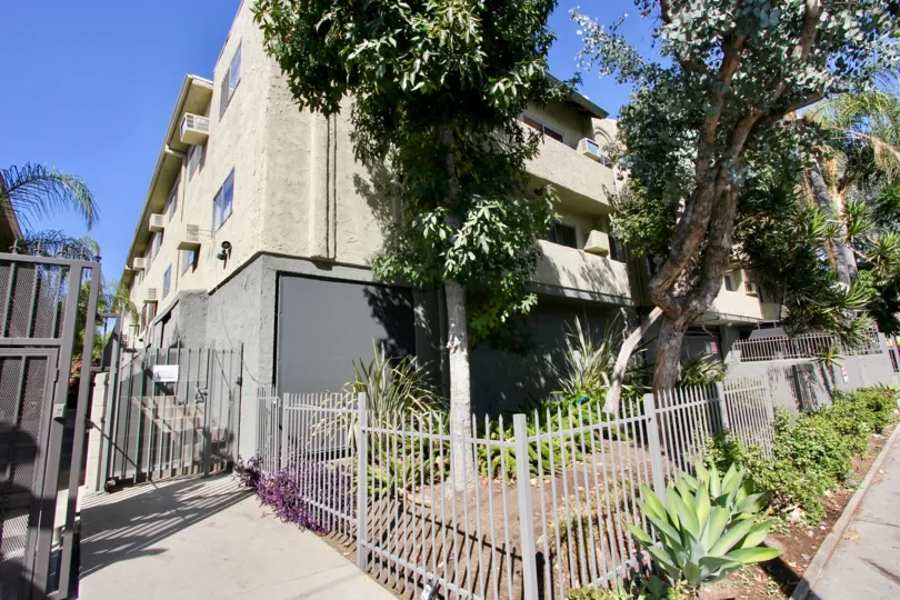 The trees around Orange Drive in Hollywood, California