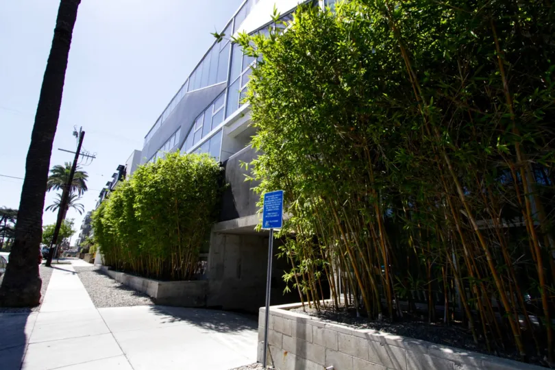 The front planters of the WA Lofts are filled with lush bamboo