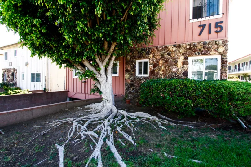 The landscaping seen at 715 Larch St